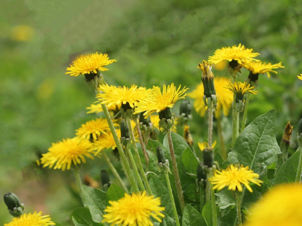 набавяне на желязо