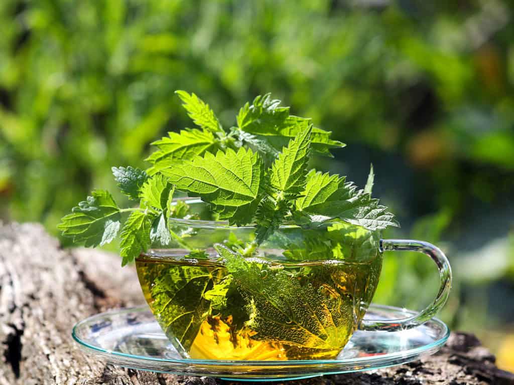 Коприва при анемия